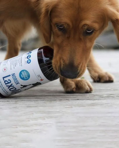 Bildspel bild på hund som håller en laxoljaflaska i munnen