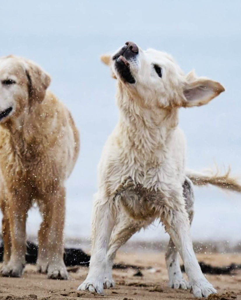 Bildspel bild på blöt hund