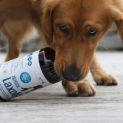 Hund som har en flaska med laxolja i munnen