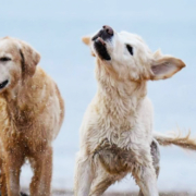 Hund som precis har badat i sjön och skakar av sig vattnet